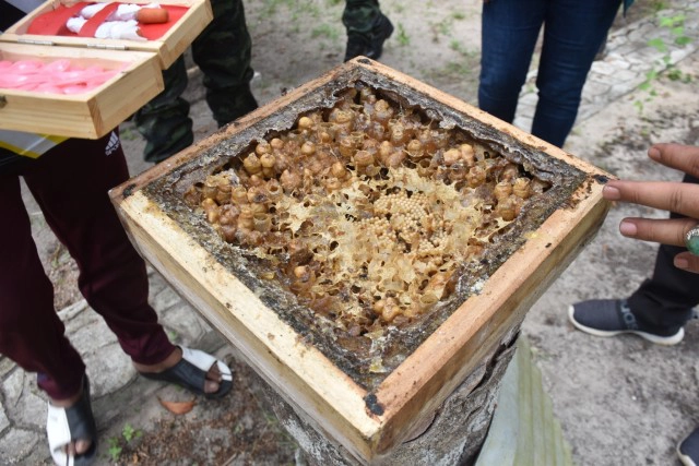 เชื่อมเครือข่ายกลุ่มเลี้ยงผึ้งชันโรงเกาะแลหนัง