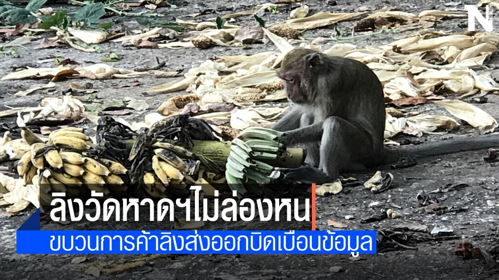 ฝูงลิงพิจิตรยังอยู่ครบไม่ได้ถูกส่งขายต่างประเทศ