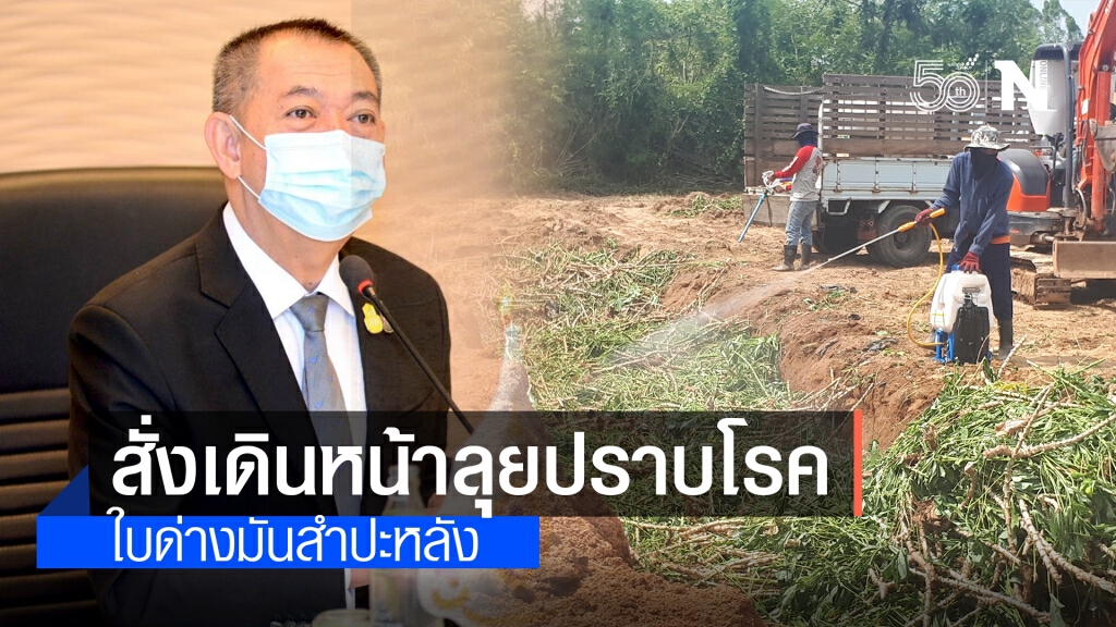"เฉลิมชัย" สั่งเดินหน้าลุยปราบโรคใบด่างมันสำปะหลัง