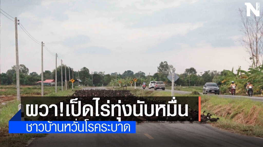 ชาวบ้านผวาฝูงเป็ดไล่ทุ่งอพยพ หวั่นเกิดโรคระบาดเหมือนลัมปีสกิน