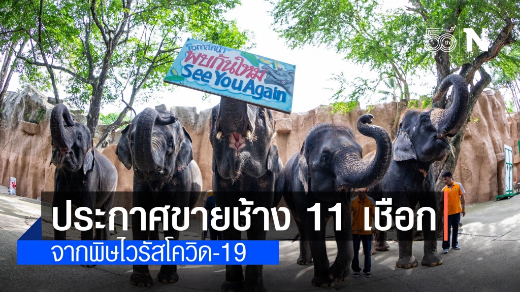 สวนเสือศรีราชา ประกาศขายช้างยกโขลง พร้อมคนดูแล เซ่นพิษโควิด-19