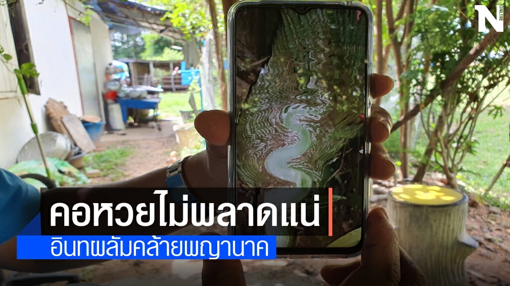 แห่ส่องเลขอินทผลัมแตกกิ่งก้านคล้ายพญานาค แห่ส่องเลขอินทผลัมแตกกิ่งก้านคล้ายพญานาค