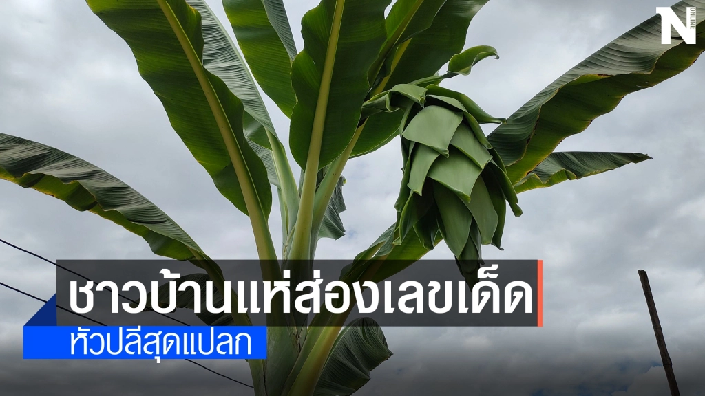 ชาวบ้านฮือฮาต้นกล้วยออกหัวปลีสุดแปลก