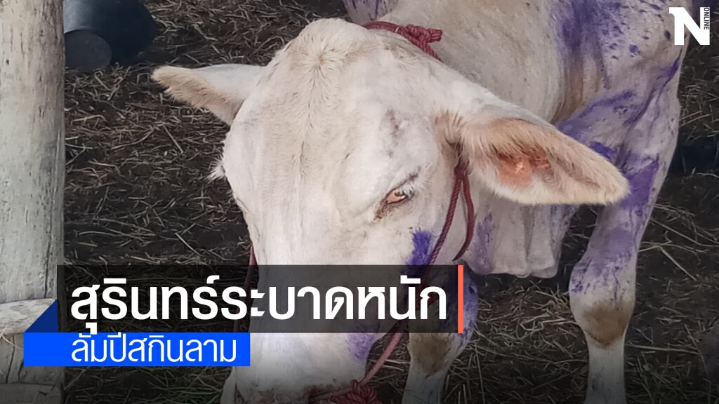 สุรินทร์ประกาศเขตโรคระบาดลัมปีสกิน