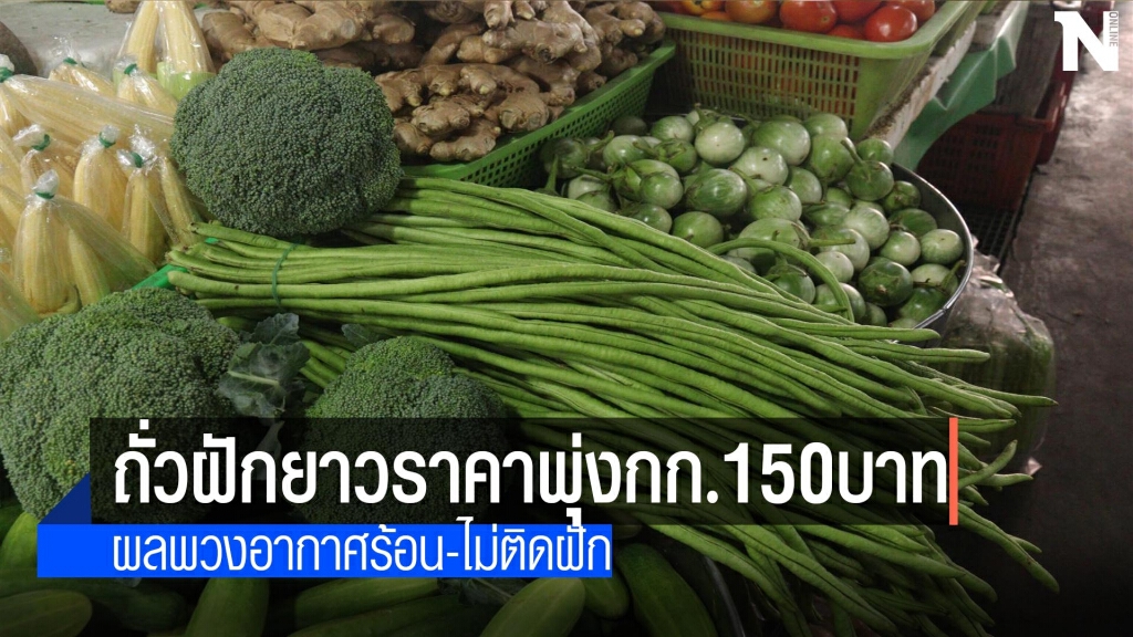 ถั่วฝักยาวราคาพุ่งแตะกก.ละ150บาท ถั่วฝักยาวราคาพุ่งแตะกก.ละ150บาท