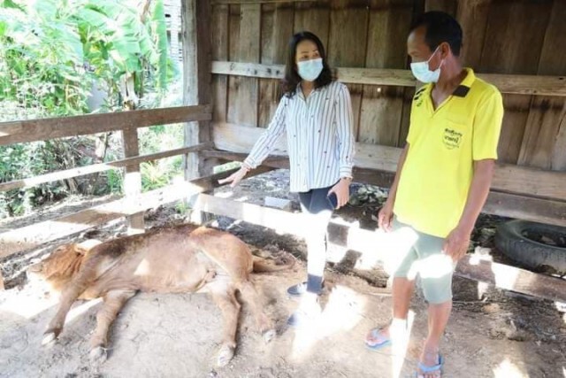 สุรินทร์ประกาศเขตโรคระบาดลัมปีสกิน
