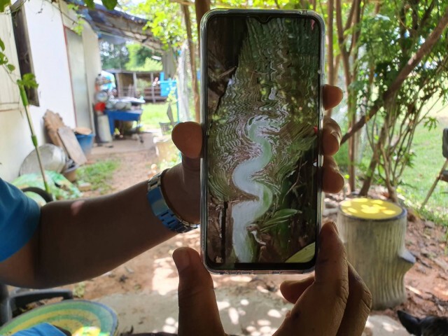 แห่ส่องเลขอินทผลัมแตกกิ่งก้านคล้ายพญานาค
