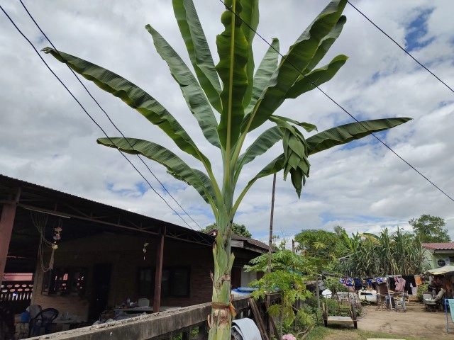 ชาวบ้านฮือฮาต้นกล้วยออกหัวปลีสุดแปลก