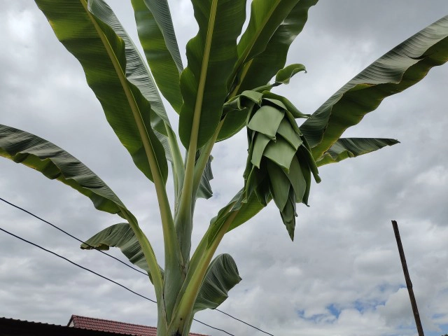 ชาวบ้านฮือฮาต้นกล้วยออกหัวปลีสุดแปลก