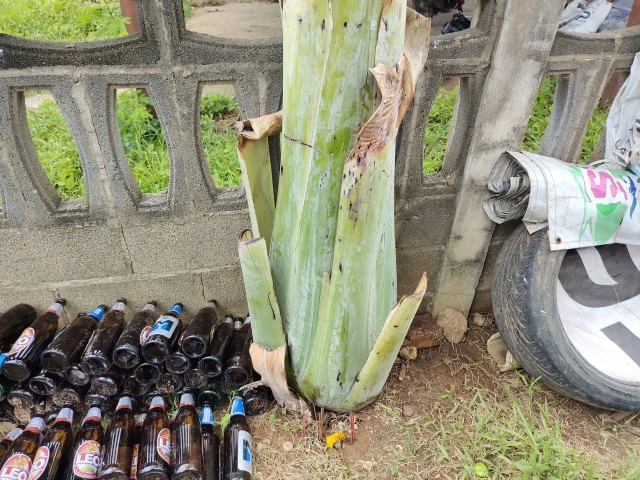 ชาวบ้านฮือฮาต้นกล้วยออกหัวปลีสุดแปลก