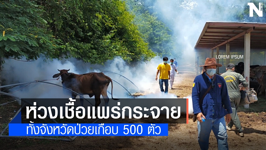 โรคลัมปีสกีนอุดรโค-กระบือป่วย482 หาย51 ตาย3ตัว