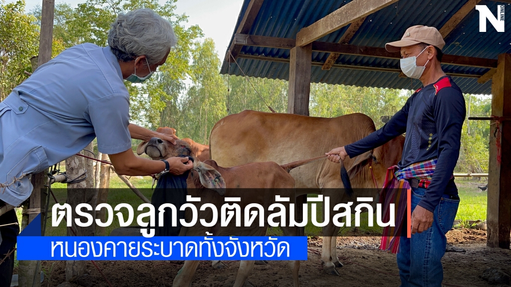 พบวัวป่วยโรคลัมปีสกินนับพันตัวทั้ง9อำเภอเร่งช่วยเหลือ พบวัวป่วยโรคลัมปีสกินนับพันตัวทั้ง9อำเภอเร่งช่วยเหลือ