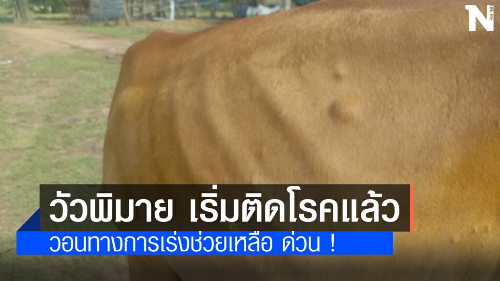 โคราชลัมปีสกินระบาดหนักกระจายแล้ว 5 อำเภอ โคราชลัมปีสกินระบาดหนักกระจายแล้ว 5 อำเภอ