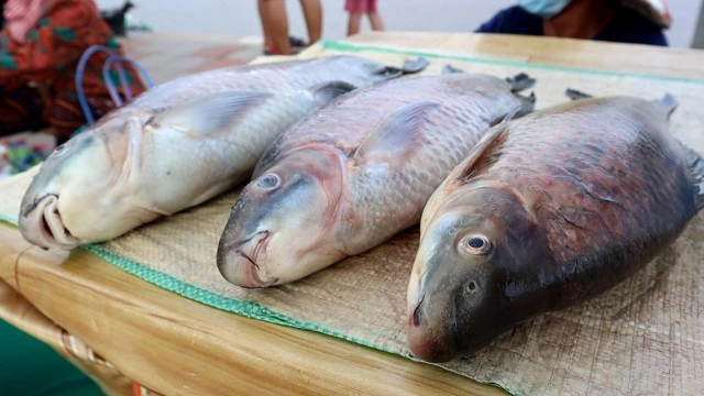 Unseen ตลาดปลาแม่น้ำโขง ริมถนนสวรรค์ชายโขง