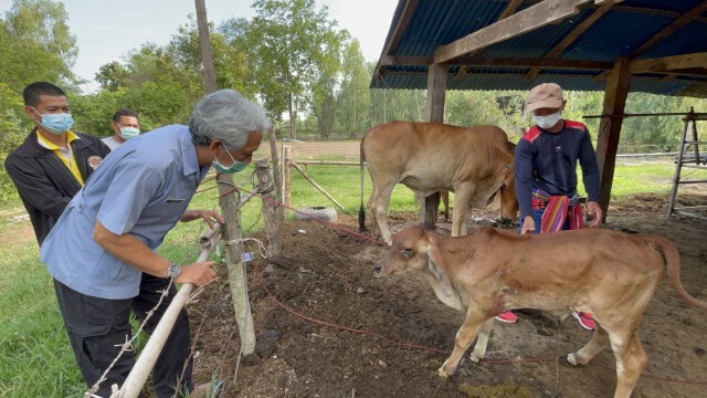พบวัวป่วยโรคลัมปีสกินนับพันตัวทั้ง9อำเภอเร่งช่วยเหลือ