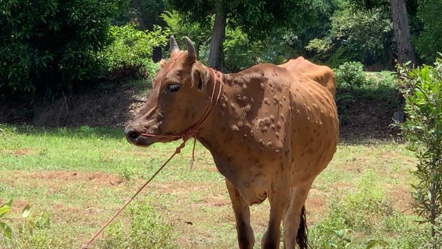 โรคลัมปีสกีนในวัว คอกสะอาดปราศจากแมลง ป้องกันได้