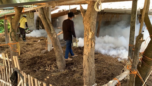 โรคลัมปีสกีนในวัว คอกสะอาดปราศจากแมลง ป้องกันได้