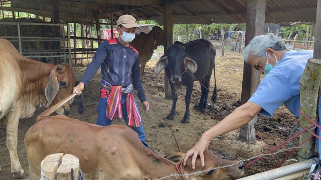 พบวัวป่วยโรคลัมปีสกินนับพันตัวทั้ง9อำเภอเร่งช่วยเหลือ