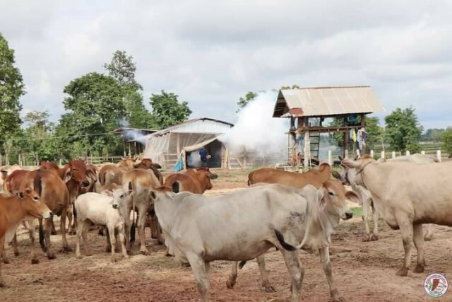 เตรียมประกาศเขตประสบภัยโรคระบาดสัตว์ลัมปีสกิน