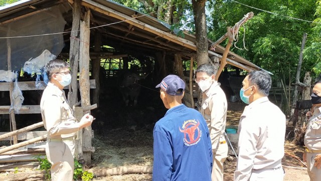 โรคลัมปีสกีนอุดรโค-กระบือป่วย482 หาย51 ตาย3ตัว