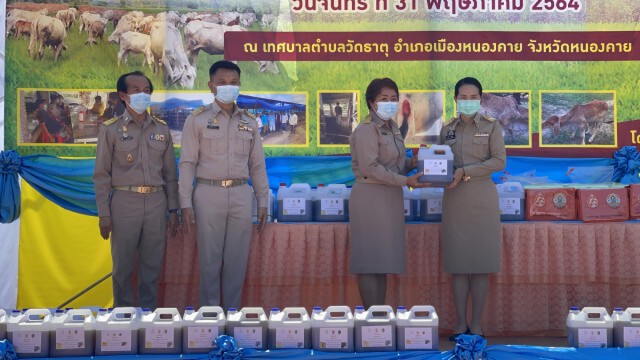 พบวัวป่วยโรคลัมปีสกินนับพันตัวทั้ง9อำเภอเร่งช่วยเหลือ
