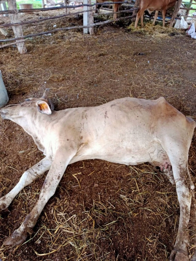 โรคลัมปีสกีนในวัว คอกสะอาดปราศจากแมลง ป้องกันได้