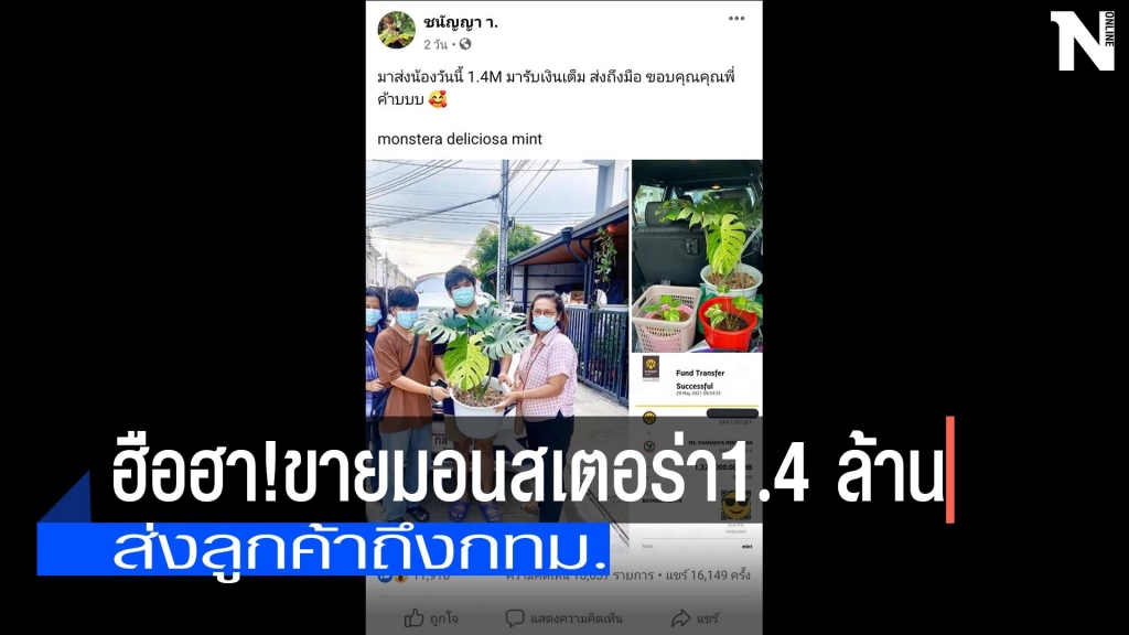 ฮือฮา!แม่ค้าสาวพิษณุโลกขายต้นมอนสเตอร่าราคา 1.4 ล้าน