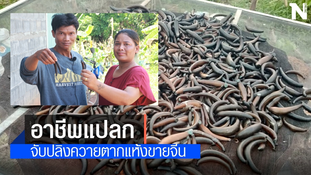 เปิดใจเซียนล่าปลิงควายดูดเลือด อาชีพแปลกสุด