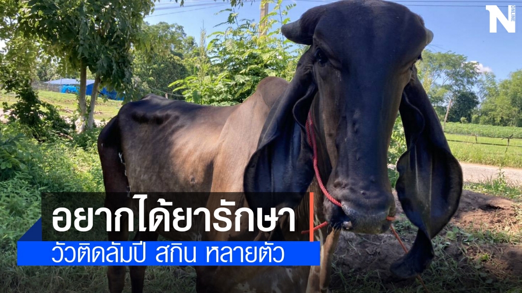 วอนปศุสัตว์เร่งหายาฉีดรักษาวัวป่วยลัมปี สกิน วอนปศุสัตว์เร่งหายาฉีดรักษาวัวป่วยลัมปี สกิน