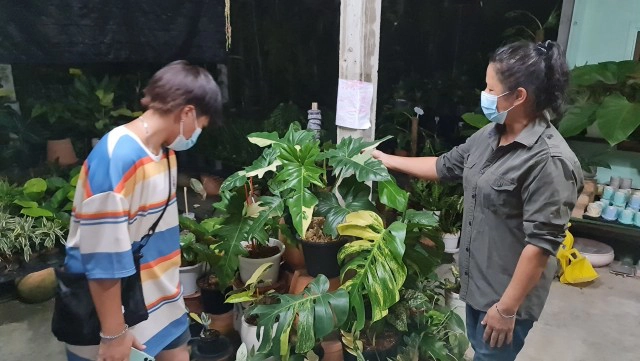 ฮือฮา!แม่ค้าสาวพิษณุโลกขายต้นมอนสเตอร่าราคา 1.4 ล้าน