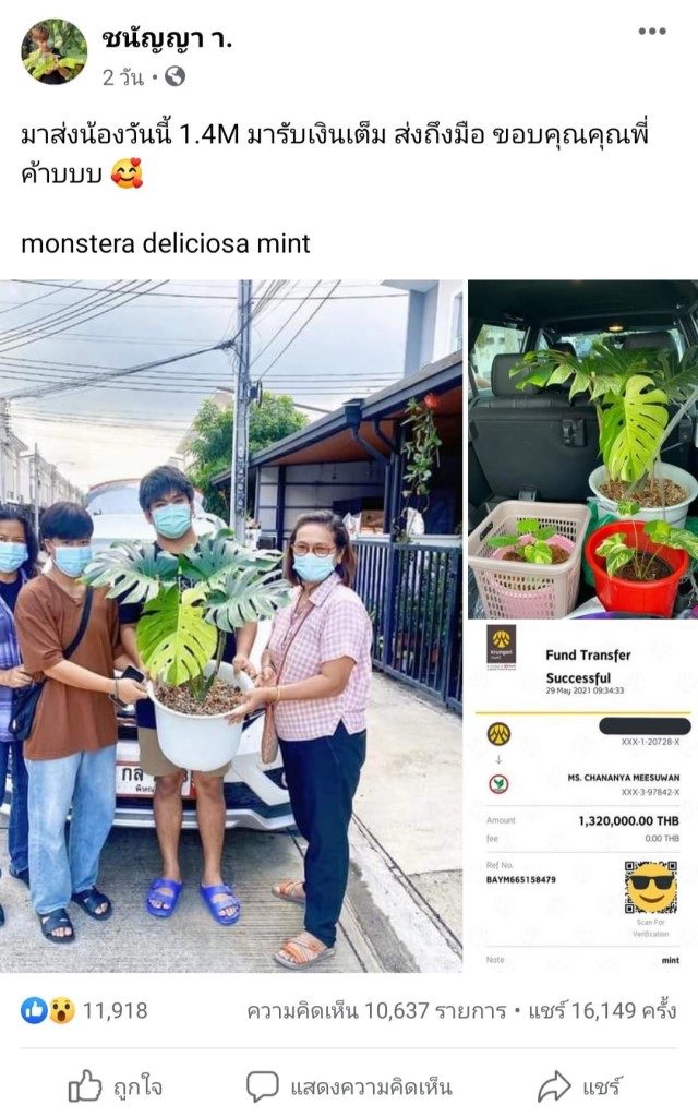 ฮือฮา!แม่ค้าสาวพิษณุโลกขายต้นมอนสเตอร่าราคา 1.4 ล้าน