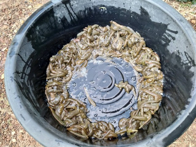 เปิดใจเซียนล่าปลิงควายดูดเลือด อาชีพแปลกสุด