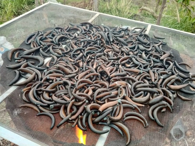 เปิดใจเซียนล่าปลิงควายดูดเลือด อาชีพแปลกสุด