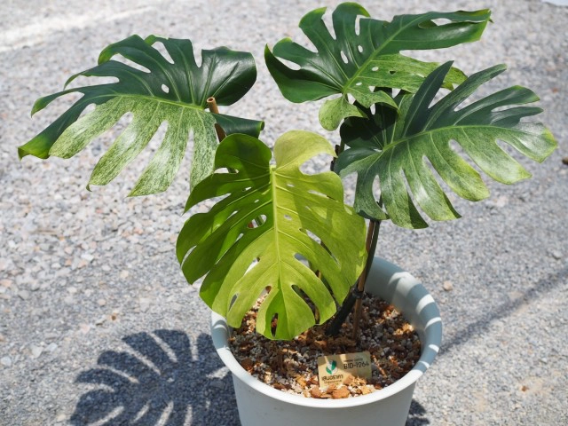 ฮือฮา!แม่ค้าสาวพิษณุโลกขายต้นมอนสเตอร่าราคา 1.4 ล้าน