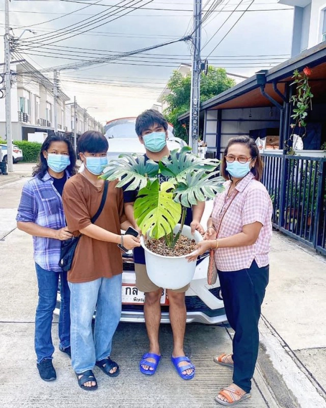 ฮือฮา!แม่ค้าสาวพิษณุโลกขายต้นมอนสเตอร่าราคา 1.4 ล้าน