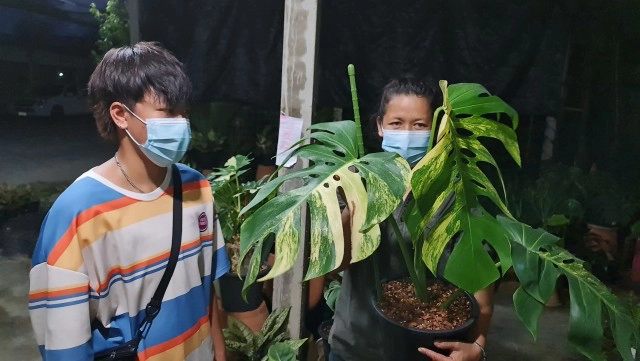 ฮือฮา!แม่ค้าสาวพิษณุโลกขายต้นมอนสเตอร่าราคา 1.4 ล้าน