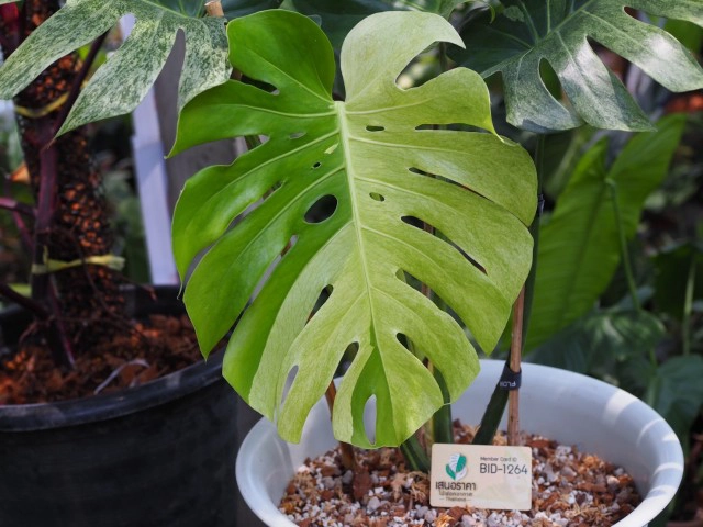 ฮือฮา!แม่ค้าสาวพิษณุโลกขายต้นมอนสเตอร่าราคา 1.4 ล้าน