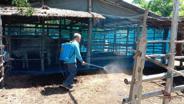 วอนปศุสัตว์เร่งหายาฉีดรักษาวัวป่วยลัมปี สกิน