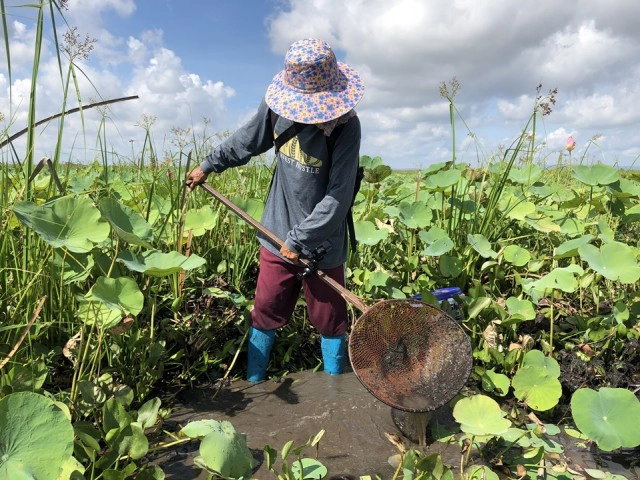 เปิดใจเซียนล่าปลิงควายดูดเลือด อาชีพแปลกสุด