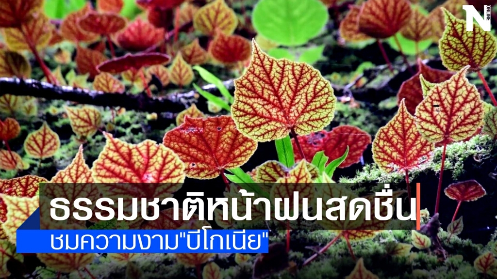 ชมความงาม"บีโกเนีย"ที่ภูหินร่องกล้า ชมความงาม"บีโกเนีย"ที่ภูหินร่องกล้า