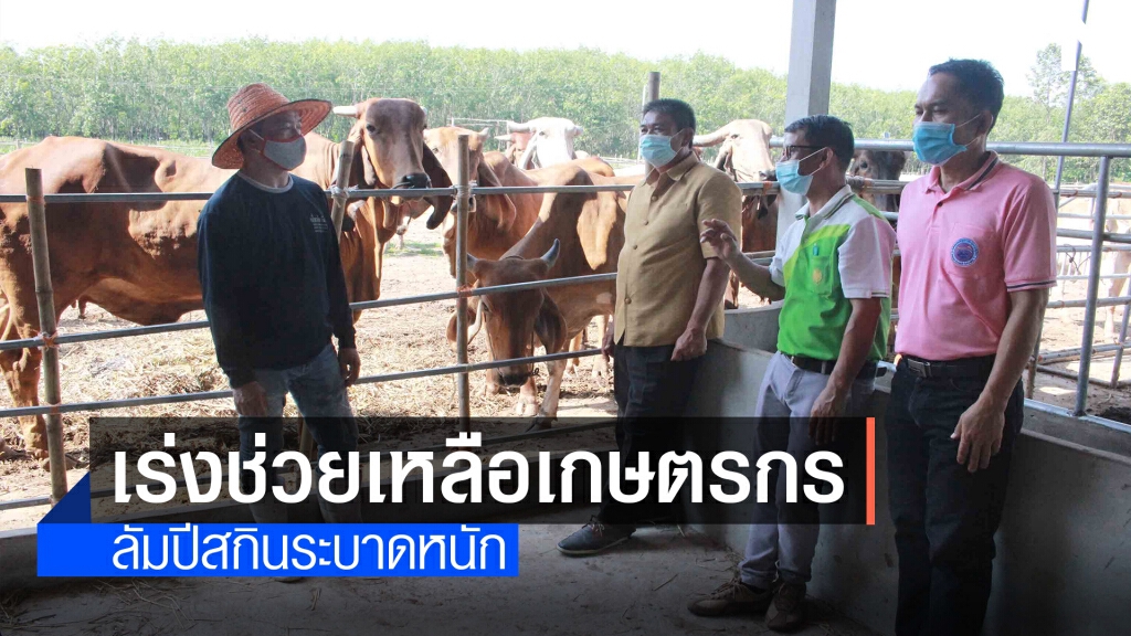 เร่งช่วยเกษตรกรประสบปัญหาฝูงโคป่วยโรคลัมปี สกิน