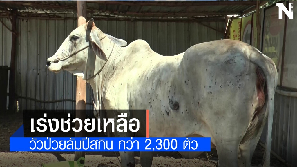 ช่วยเกษตรกรบุรีรัมย์ เร่งสำรวจโคกระบือป่วยโรคลัมปีสกิน