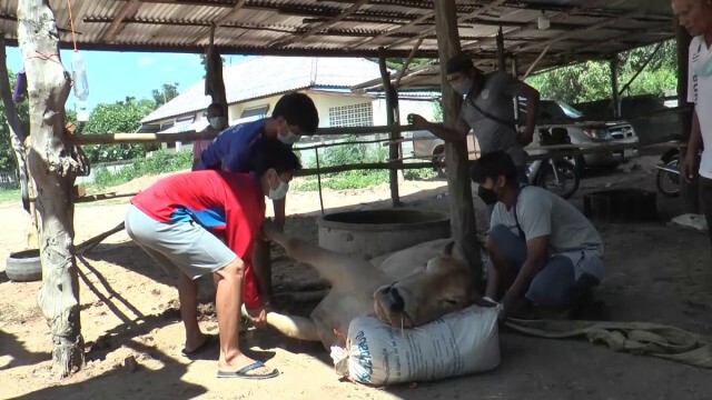 ช่วยเกษตรกรบุรีรัมย์ เร่งสำรวจโคกระบือป่วยโรคลัมปีสกิน