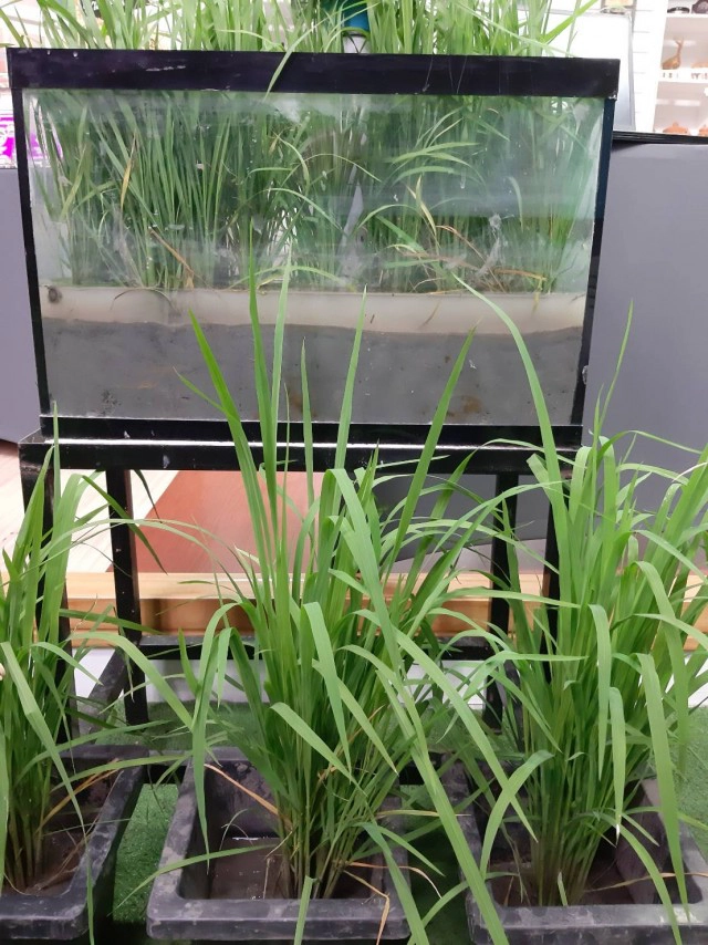 กรมการข้าวเชิญชมนิทรรศการออนไลน์"วันข้าวและชาวนาแห่งชาติ ประจำปี 2564