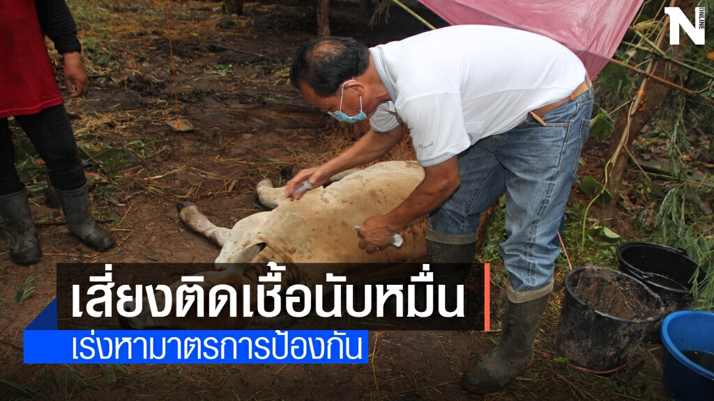 นครพนมผวาลัมปีสกิน โคกระบือเสี่ยงติดเชื้อนับหมื่น