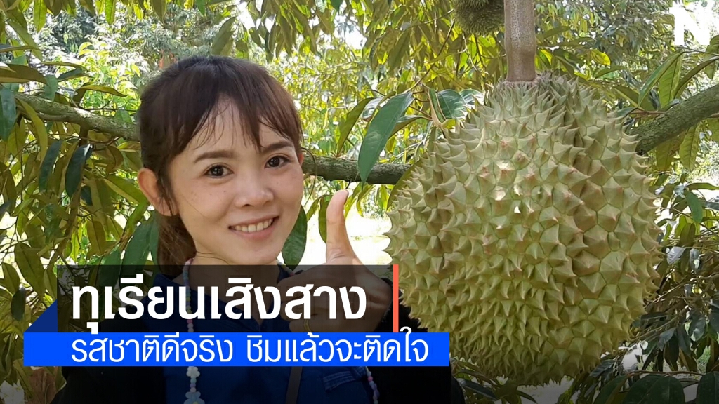 ชวนชิมทุเรียนเสิงสาง หอม หวาน กลิ่นไม่ฉุน ของดีเมืองโคราช