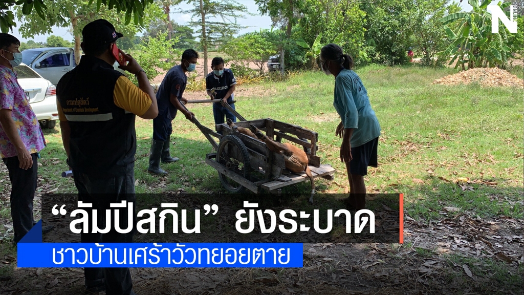 วัวทยอยตาย โรคลัมปีสกรีนยังไร้ทางรักษา