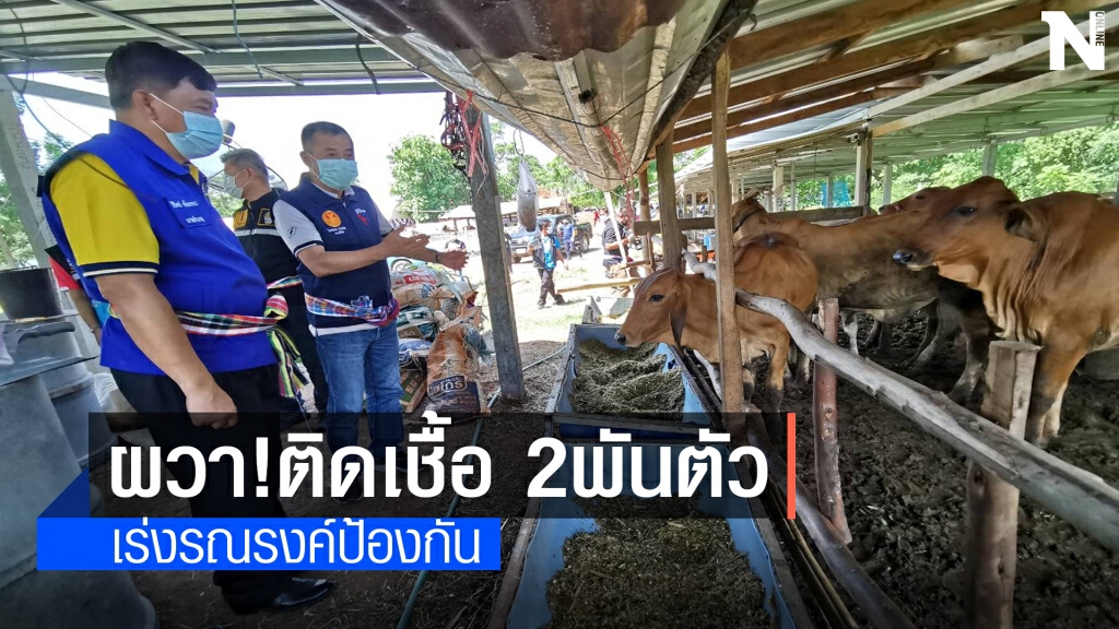 เร่งควบคุมป้องกันโรค "ลัมปี สกิน"พบวัว ติดเชื้อกว่า 2,360 ตัว