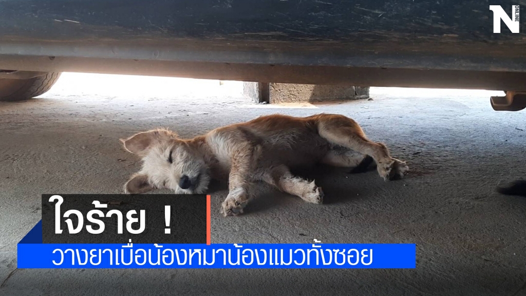 สุนัขแมวโดนวางยาเบื่อ ตายยกซอย สุนัขแมวโดนวางยาเบื่อ ตายยกซอย