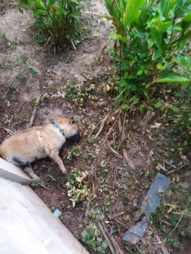 สุนัขแมวโดนวางยาเบื่อ ตายยกซอย